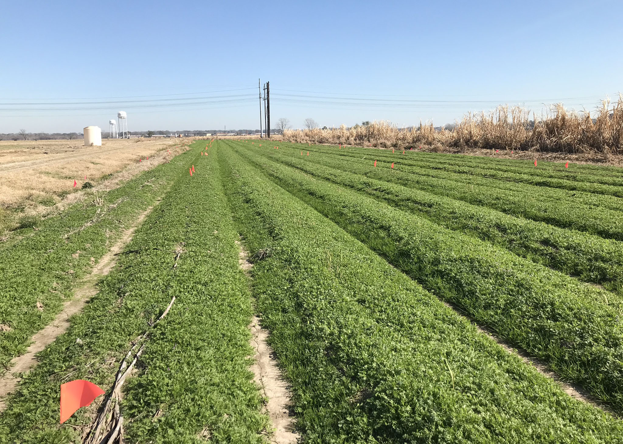 Rows of green, leafy cover crops in a field.